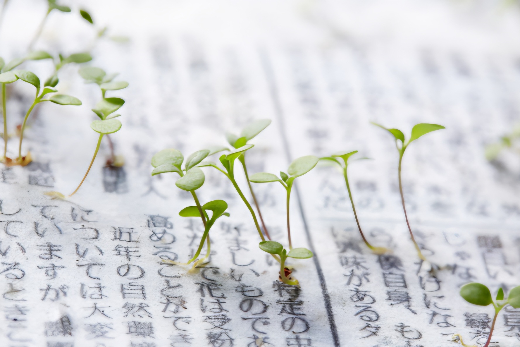 This Japanese newspaper could grow flower after its use