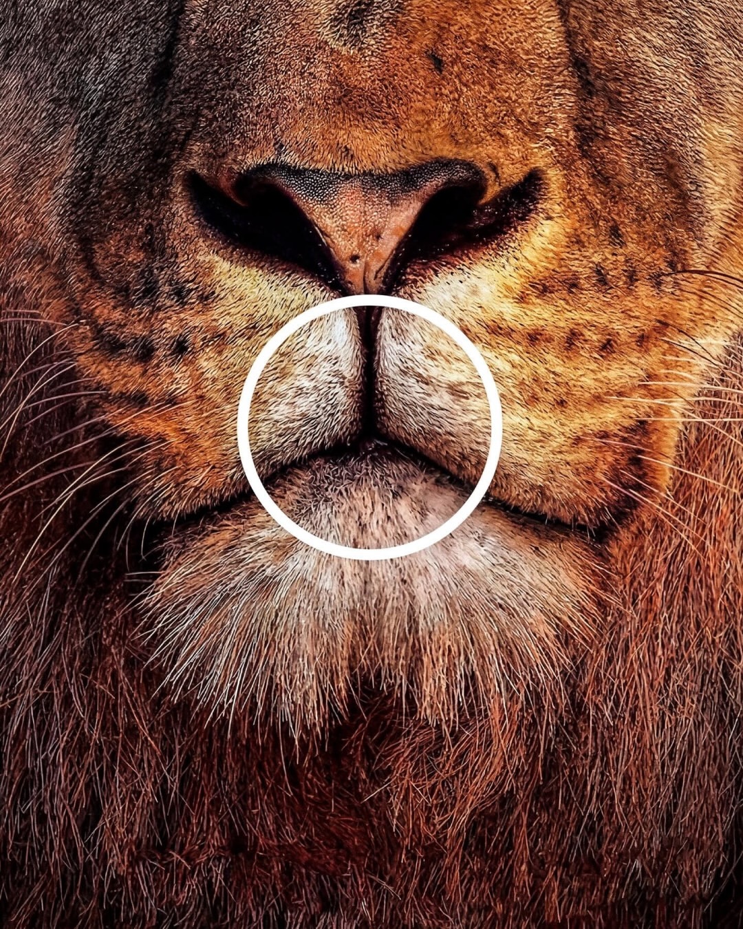 How Mercedes’ ‘Nature or Nothing’ campaign sparked a greenwashing debate